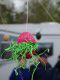 Thumbs/tn_DSC03835.jpg